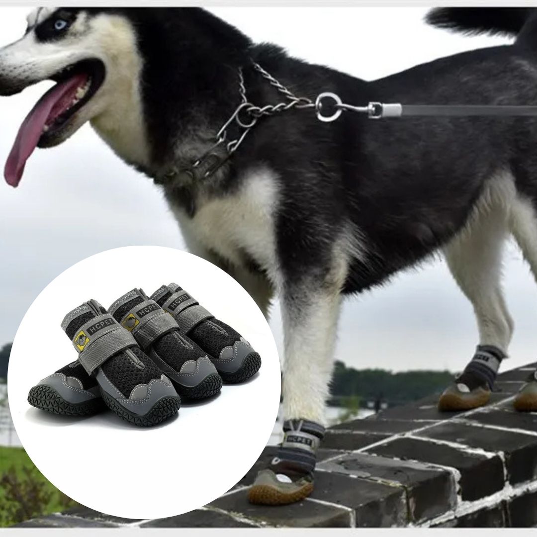 Chaussure-chien-Worky-Shoes™-Noir