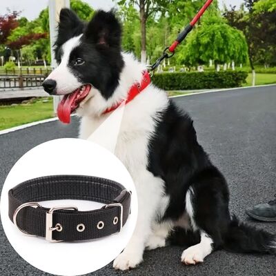 Collier-chien-Classico™-Noir