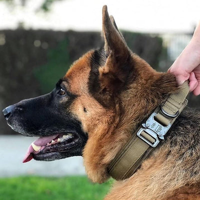 Collier-chien-Warrior-Style™-Métrise
