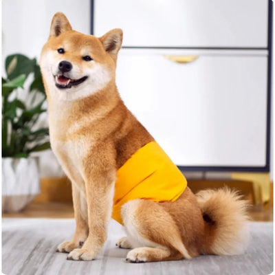 Culotte-pour-chien-Pasha-Pantie™️-Présentation