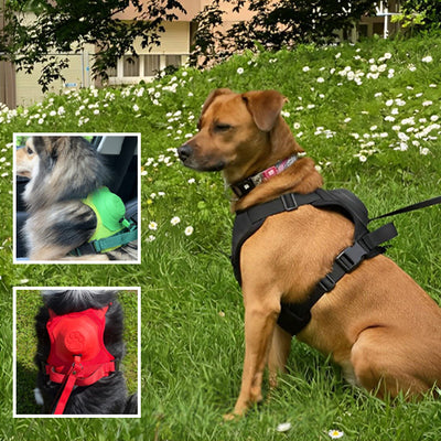 Harnais chien | Pace-Regul™