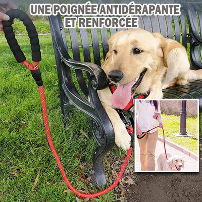 Laisse pour chien | Secure-Comfort™