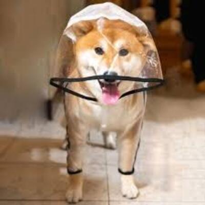 Manteau-chien-Full-Protect™-Complète-élégant