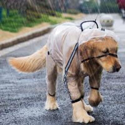 Manteau-chien-Full-Protect™-Joue-sous-la-pluie-Heureux