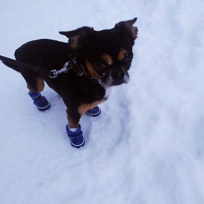 Chaussures-pour-chien-Snow-Boots™️-Chic
