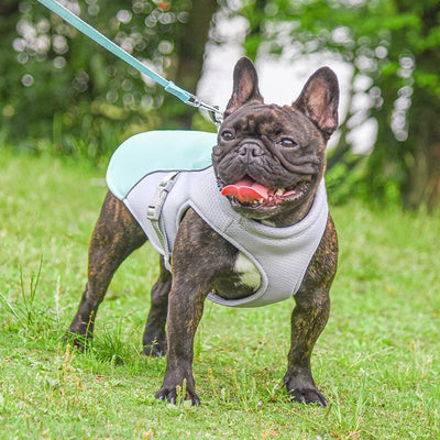 Vêtement-pour-chien-Summer-Freshness™️-Caroussel-Face