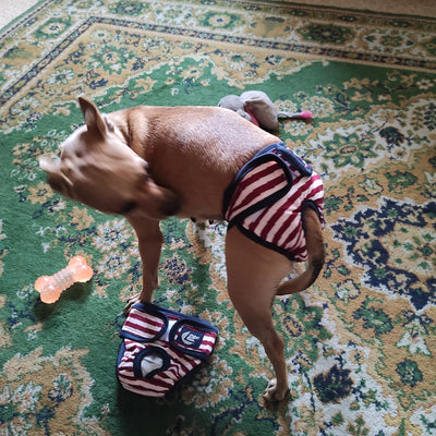 Vetement-pour-chien-Doggy-Pantie-Rouge