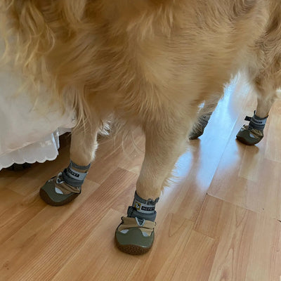 Chaussures-pour-chien-Worky-Shoes™️-2p