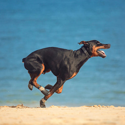 Chaussures-pour-chien-Élégancia™️-Tout-Fou