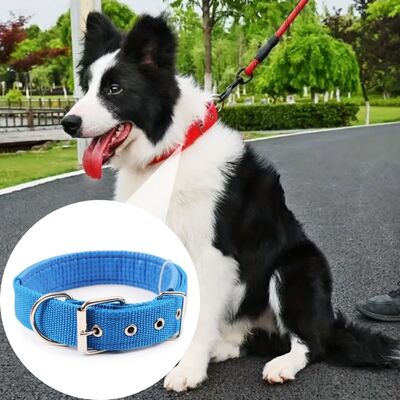 Collier-chien-Classico™-Bleu