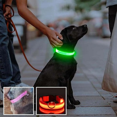 Collier-chien-Luciole-Vertorange