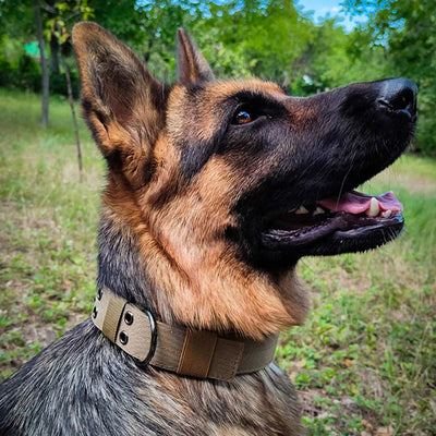 Collier-chien-Militarys™-Beau