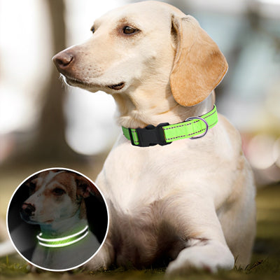 Collier-chien-Secure-Collar™-Vert