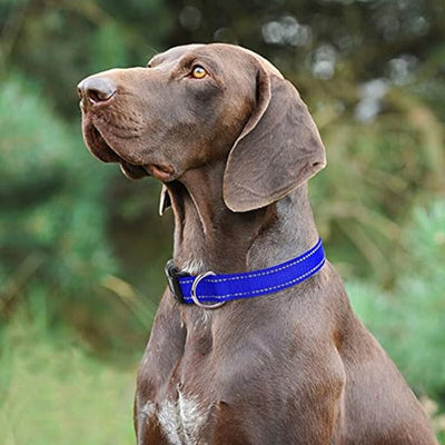 Collier-chien-Secure-Collar™-Grandios