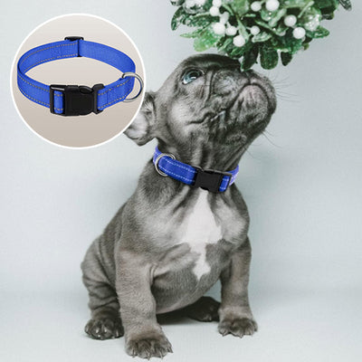 Collier-chien-Secure-Collar™-Choux