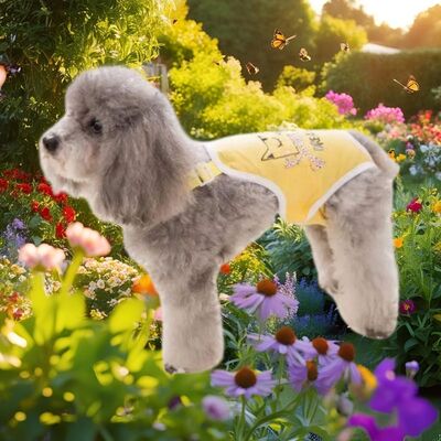 Couche-pour-chien-Protège-Culotte-Portée