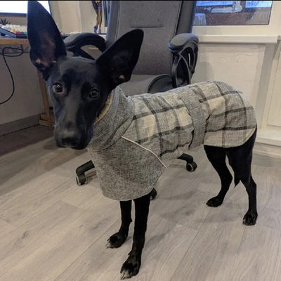 Manteau chien | Kilty-Pett™