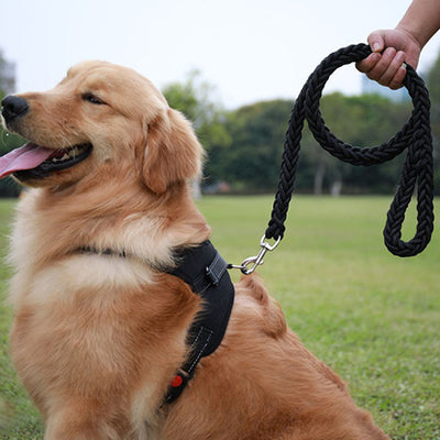 Laisse-pour-chien-Extra-Flexy™-Noir
