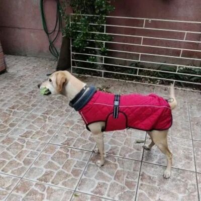 Manteau-chien-Warm-Belly™-Carrousel-2