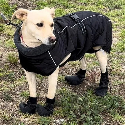 Manteau-chien-Warm-Belly™-Carrousel-3