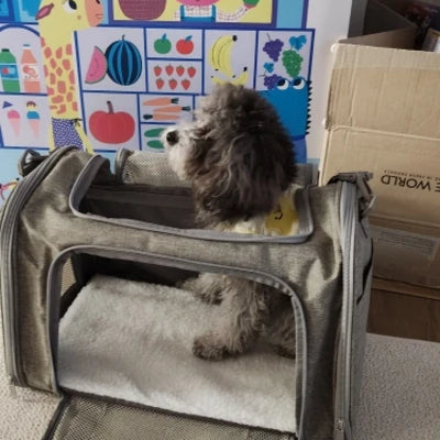 Transport-chien-Dog-In-Plane™️-Assis