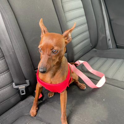 Transport-chien-Doggy-Belt™-calme-attentif
