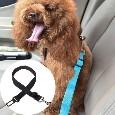 Transport chien | Doggy-Belt™