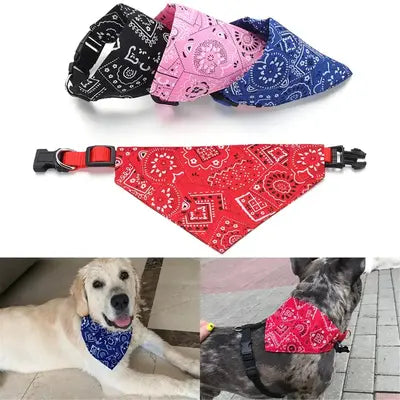 Vêtement pour chien | Chicos™️