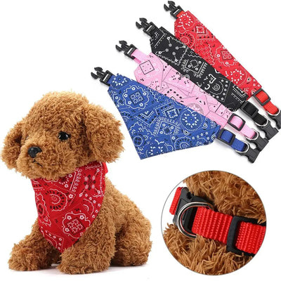 Vêtement pour chien | Chicos™️