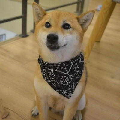 Vêtement pour chien | Chicos™️
