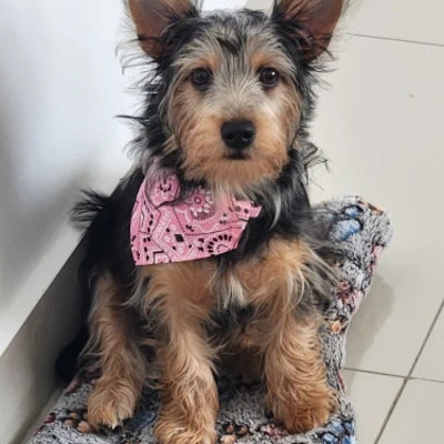 Vêtement pour chien | Chicos™️