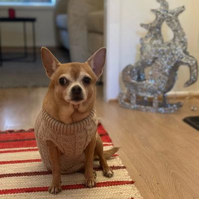 Vêtement-pour-chien-Puppy's-Pullover™️-Face