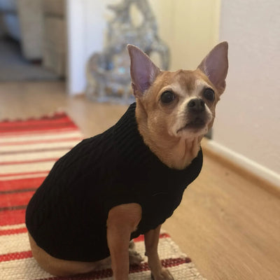 Vêtement-pour-chien-Puppy's-Pullover™️-Noir-Assis