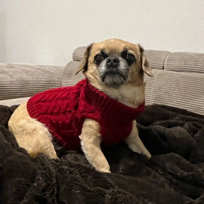 Vêtement-pour-chien-Puppy's-Pullover™️-Vin